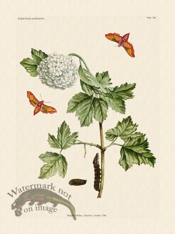 Wilkes Butterflies 104